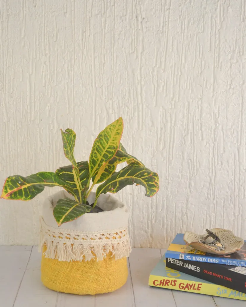 Yellow Pepper Planter